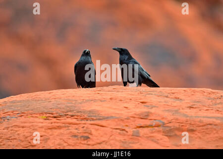 Gemeinsamen Raven (Corvus Corax), gegengerichtet paar thront auf rotem Sandstein, Valley of Fire State Park, Nevada, USA Stockfoto