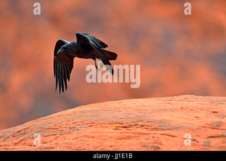 Gemeinsamen Raven (Corvus Corax), gegengerichtet paar thront auf rotem Sandstein, Valley of Fire State Park, Nevada, USA Stockfoto