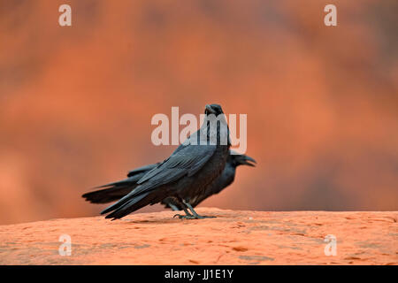 Gemeinsamen Raven (Corvus Corax), gegengerichtet paar thront auf rotem Sandstein, Valley of Fire State Park, Nevada, USA Stockfoto