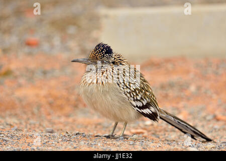 Mehr Roadrunner (Geococcyx californianus), Jagd, Valley of Fire State Park, Nevada, USA Stockfoto