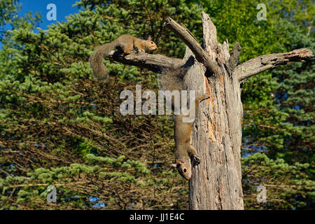 Östliche graue Eichhörnchen (Sciurus Carolinensis) Young, gefangen, Minnesota Wild Verbindung, Sandstein, Minnesota, USA Stockfoto