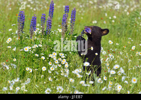 Schwarzer Bär (Ursus Americanus) Cubs, in Gefangenschaft aufgewachsen, Minnesota Wild Verbindung, Sandstein, Minnesota, USA Stockfoto