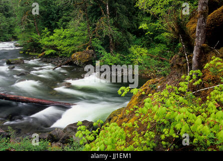 Sol Duc River, Olympic Nationalpark, Washington Stockfoto