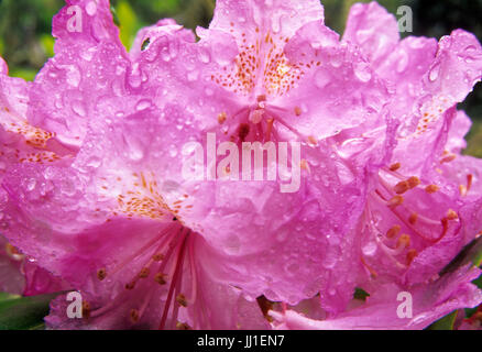 Pazifische Rhododendron (Rhododendron Macrophyllum) auf Falls View Canyon Trail, Olympic National Forest, Washington Stockfoto