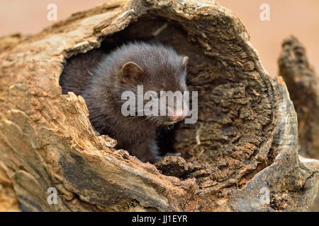 Nerz (Mustela Vison) Mutter und Welpen, Gefangenschaft, Minnesota Wild Verbindung, Sandstein, Minnesota, USA Stockfoto