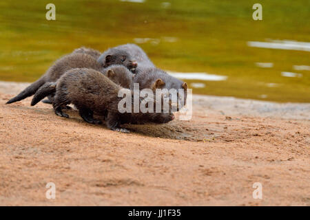 Nerz (Mustela Vison) Mutter und Welpen, Gefangenschaft, Minnesota Wild Verbindung, Sandstein, Minnesota, USA Stockfoto