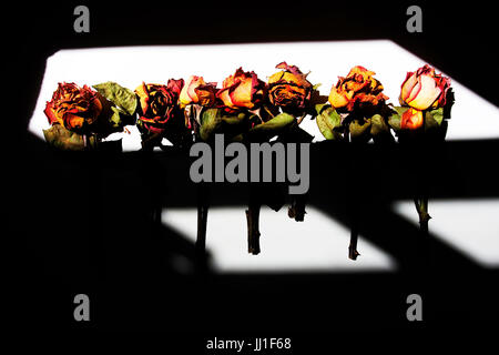 Verwelkte Blumen, Porto Alegre, Rio Grande do Sul, Brasilien Stockfoto