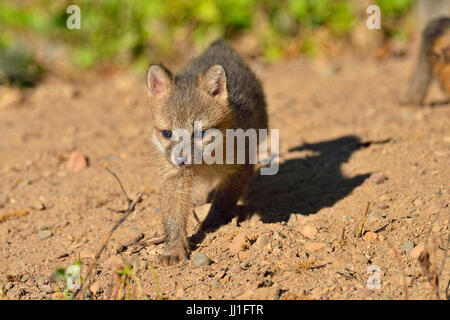 Graufuchs - (Urocyon Cinereoargenteus) Kit in der Nähe der Höhle gefangen angehoben, Minnesota Wild Verbindung, Sandstein, Minnesota, USA Stockfoto