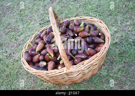 Obst, Feigen, Gramado, Rio Grande do Sul, Brasilien. Stockfoto