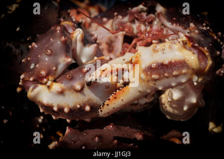 Nahaufnahme einer riesigen Rotkrabbe, Paralithodes camtschaticus, auch Kamchatka-Krabbe genannt auf der Insel Sachalin im Meer von Okhotsk, einem Grenzmeer des westlichen Pazifischen Ozeans. Russland Stockfoto