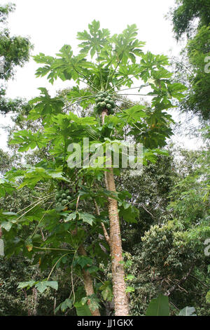 Papaya-Baum, Paraty, Rio De Janeiro, Brasilien. Stockfoto