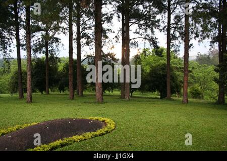 Bäume, Cotia, São Paulo, Brasilien. Stockfoto