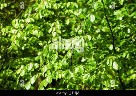 Jungen gemeinsamen Buche (Fagus Sylvatica) Blätter im Frühjahr Stockfoto