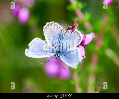 Silberner blauer Schmetterling (Plebejus argus), Prees Heath Common Naturschutzgebiet in der Nähe von Whitchurch, Shropshire, England. Stockfoto