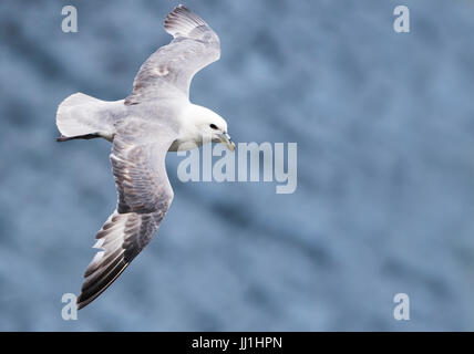 Fulmar (Fulmarus Cyclopoida) im Flug, Shetland, UK Stockfoto