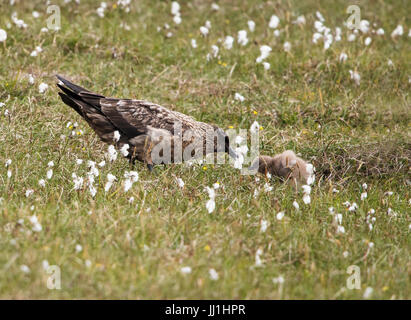 Ein Great Skua (Catharacta Skua) neigt dazu, kleine Küken, Shetland, UK Stockfoto