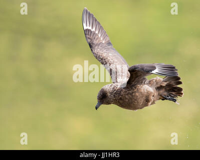 Ein Great Skua (Catharacta Skua) fliegt & schüttelt um sich überschüssiges Wasser zu entfernen, nach dem Baden, Shetland, UK Stockfoto