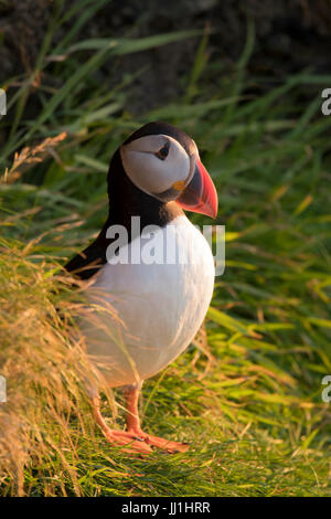 Ein einzelnes Papageientaucher (Fratercula Arctica) blickt auf das Meer bei Sonnenuntergang, Sumburgh Head, Shetland, UK Stockfoto