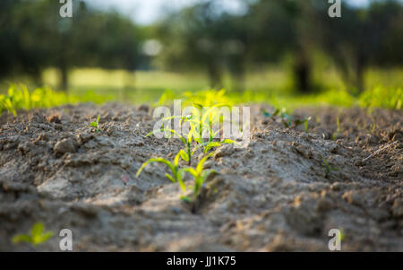Mais in ein Feld in der Toskana wächst Stockfoto