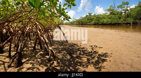 Dicke Mangrovewurzeln verankern die Sanddünen, Teil eines Ökosystems Gezeiten-Mündung in Süd-Florida Wildnis im Von D. Mizell-Eula Johnson State Park Stockfoto