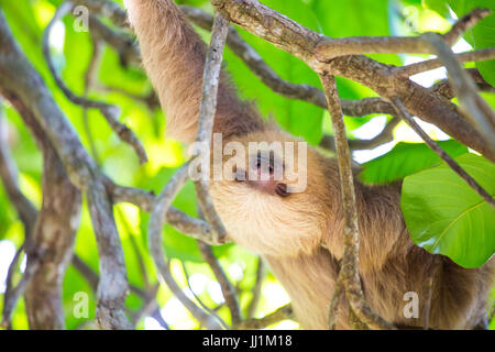 Schöne Faultier in Costa Rica Stockfoto