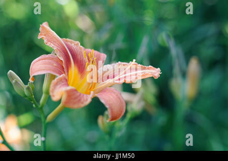 Tageslilie Stockfoto