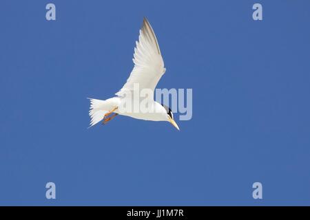 Eine vom Aussterben bedrohte zumindest Seeschwalbe Sterna Antillarum fliegen an einem Sommertag Stockfoto