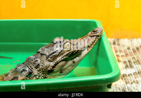 Krokodil im terrarium Stockfoto