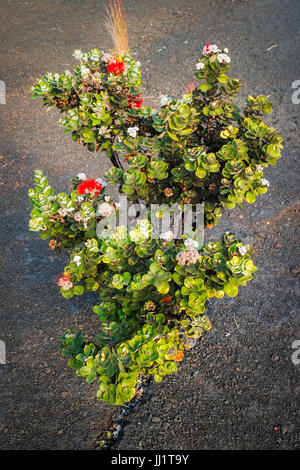 Lehua Werk in Kilauea Iki Caldera, Hawaiʻi-Volcanoes-Nationalpark, Hawaii USA Stockfoto