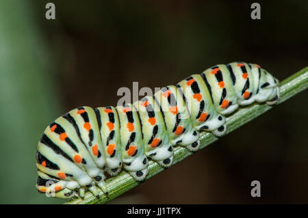 gemeinsamen Caterpillar gelb Schwalbenschwanz (Papilio Machaon) thront auf einem Ast in der Abenddämmerung Stockfoto