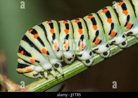 gemeinsamen Caterpillar gelb Schwalbenschwanz (Papilio Machaon) thront auf einem Ast in der Abenddämmerung Stockfoto