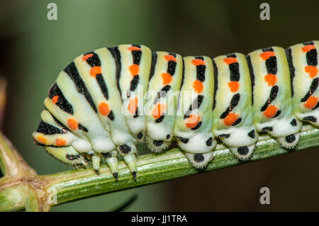 gemeinsamen Caterpillar gelb Schwalbenschwanz (Papilio Machaon) thront auf einem Ast in der Abenddämmerung Stockfoto