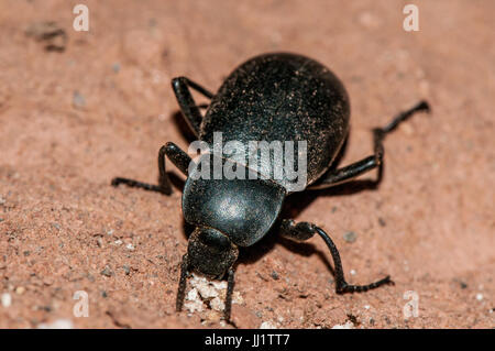 Käfer (Blaps Mucronata) Essen auf einem Lehmboden Stockfoto