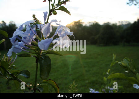 Blume, Orchidee, Cotia, São Paulo, Brasilien Stockfoto