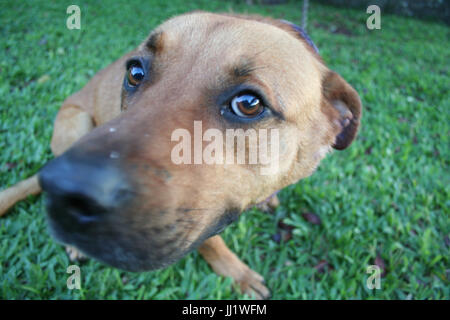 Tier, Hund, Cotia, São Paulo Stockfoto