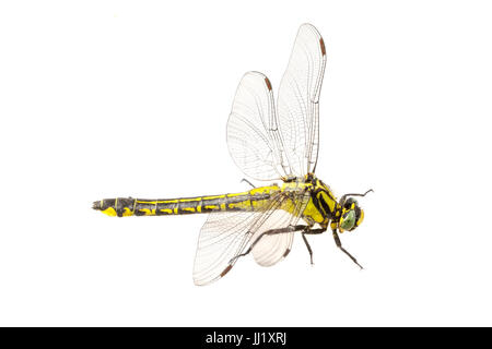 Gemeinsame Clubtail (Befestigung Vulgatissimus) isoliert auf weißem Hintergrund Stockfoto