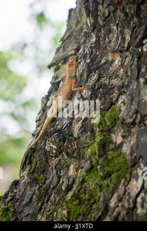 Gecko oder Eidechse klettert auf der Rinde eines Baumes in Vietnam. Mit Exemplar. vertikale. Stockfoto