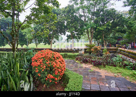 Pflanzen, Blumen und Bäume im Nebel oder Nebel. Park in der Kaiserstadt in Vietnam. Stockfoto
