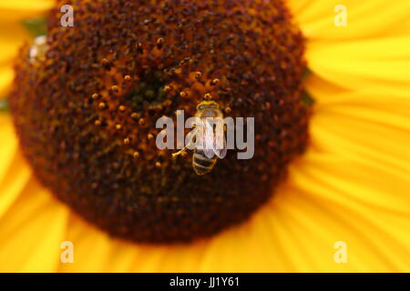 Wespe ernähren sich von Sonnenblume Stockfoto