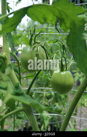 Amish Paste Tomaten, eine grüne Erbstück-Tomaten auf Pflanze wächst Stockfoto