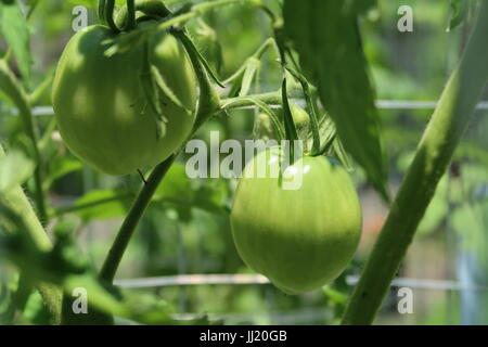 Amish Paste Tomaten, eine grüne Erbstück-Tomaten auf Pflanze wächst Stockfoto