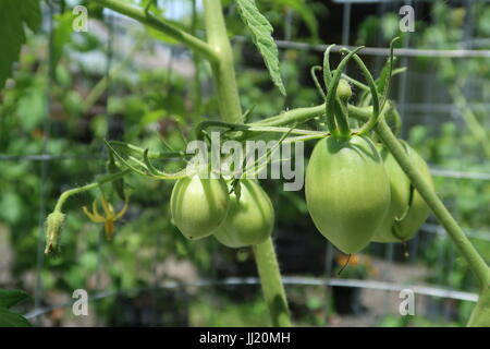 Amish Paste Tomaten, eine grüne Erbstück-Tomaten auf Pflanze wächst Stockfoto