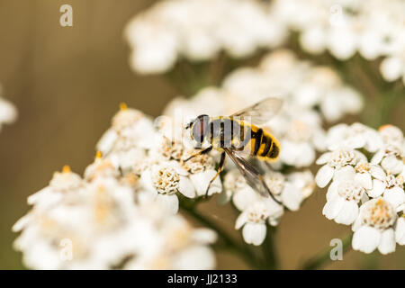 Myathropa Florea Hoverfly auf Achillea millefolium Stockfoto