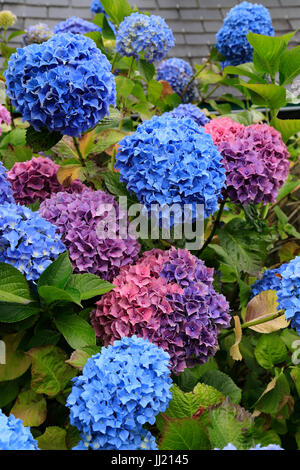 Rosa und Blaue Hortensie Blumen Stockfoto