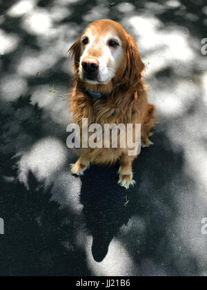 Golden Retriever sitzend auf Einfahrt. Stockfoto