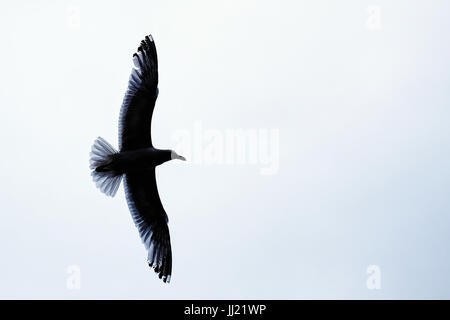 Eine gemeinsame Möwe im Flug, Hintergrundbeleuchtung, die Struktur seiner ausgebreiteten Flügeln und Federn zu zeigen. Stockfoto