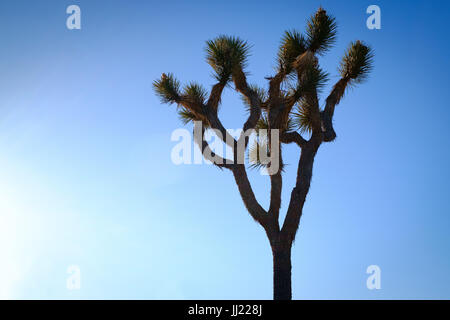 Joshua Tree Kaktus Silhouette gegen Dämmerung Himmel, Joshua Tree National Park. Kalifornien USA Stockfoto