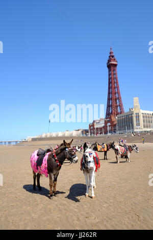 Seaside Esel in Blackpool Stockfoto