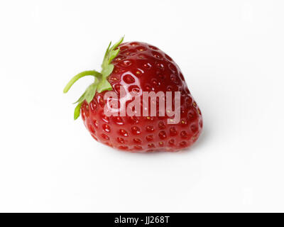 Nahaufnahme einer roten Bio homegrown frisch gepflückte Erdbeere mit einem grünen Stamm isoliert auf weißem Studio-Hintergrund Stockfoto