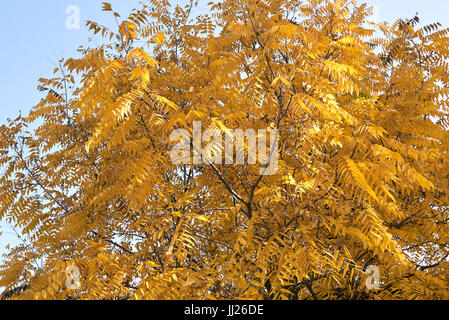 Juglans nigra Stockfoto